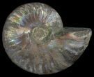 Silver Iridescent Ammonite - Madagascar #6860-1